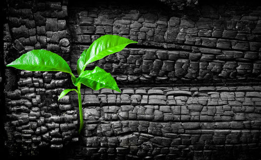 Stronger Than the Storm: Rising Through Life’s Challenges